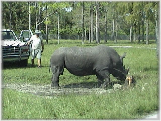 WHITE RHINOCEROS 0190